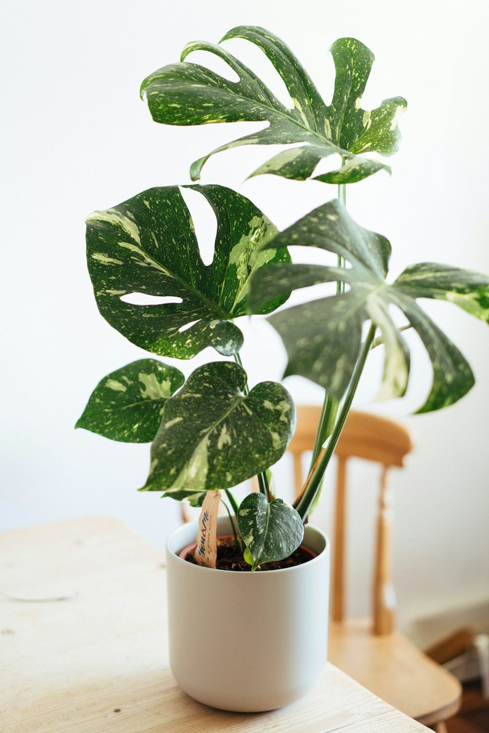 Variegated monstera in a white ceramic pot